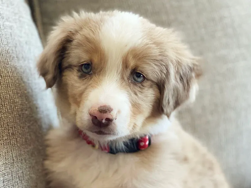 Cooper