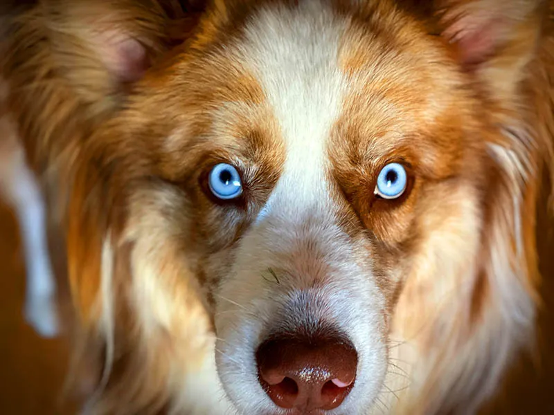 Arcadia Pet Care