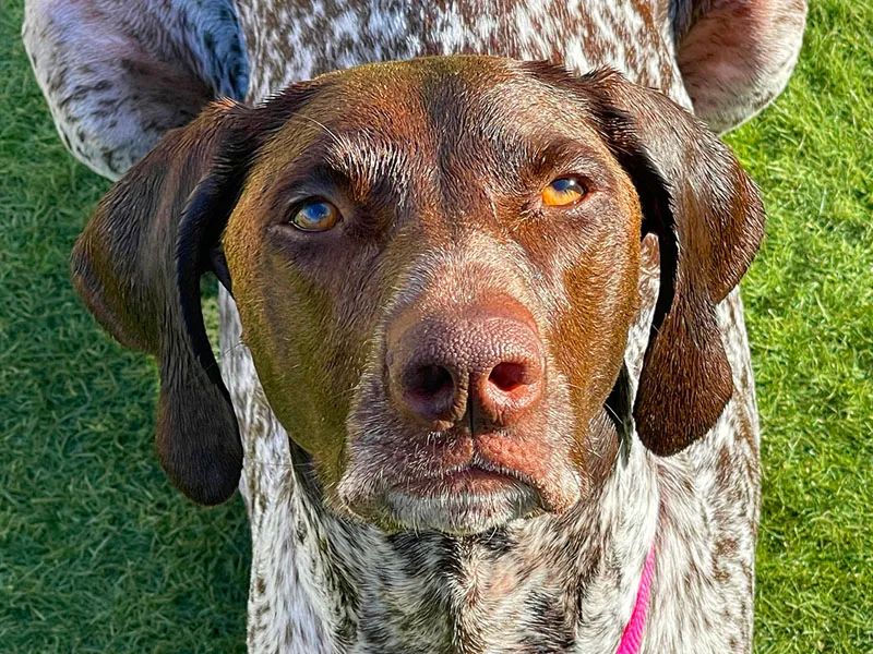 Arcadia Pet Care Pup02