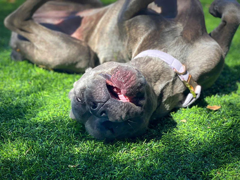 Arcadia Pet Care