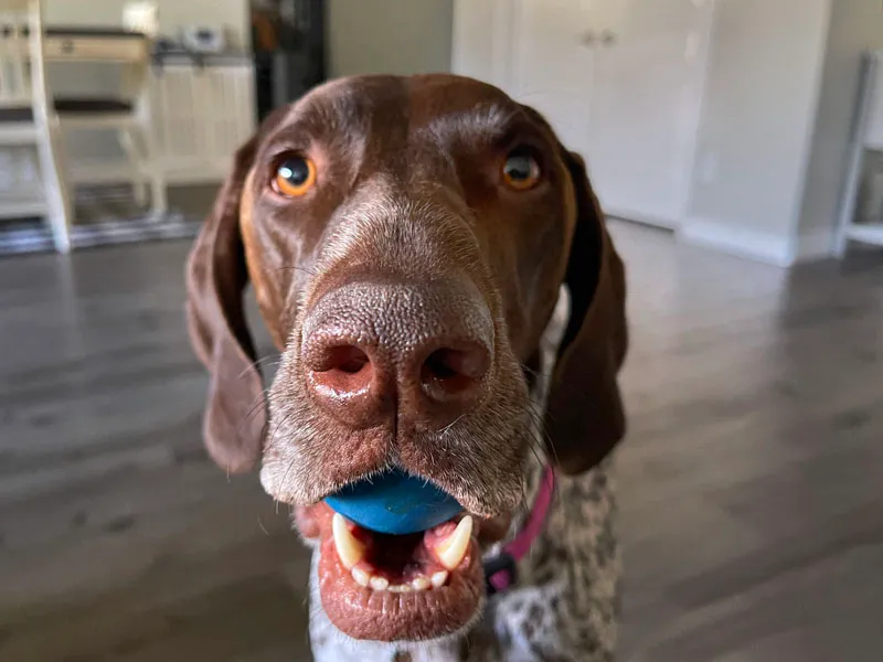 Arcadia Pet Care Pup15