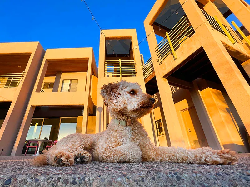 Arcadia Pet Care