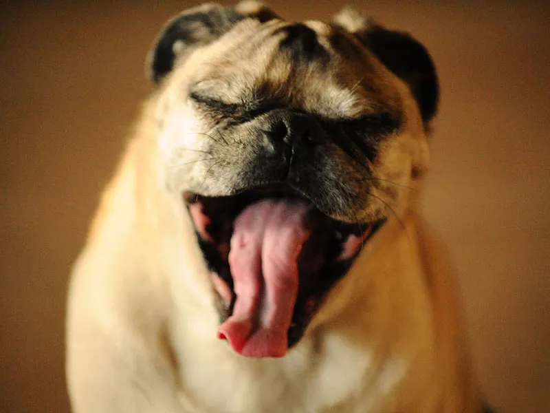 Arcadia Pet Care Pup 00