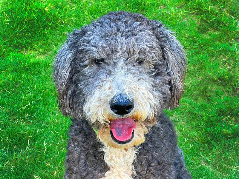 Arcadia Pet Care
