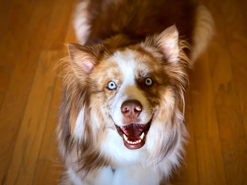 Arcadia Pet Care