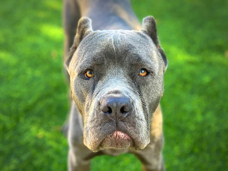 Arcadia Pet Care