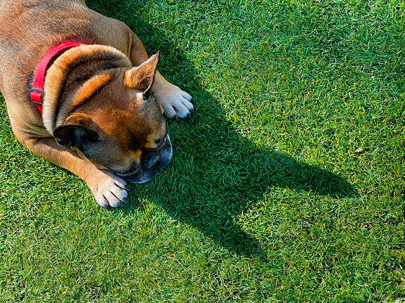 Arcadia Pet Care