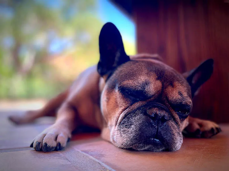 Arcadia Pet Care