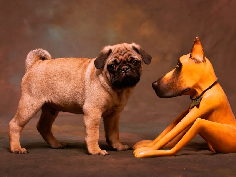 Arcadia Pet Care Pup07