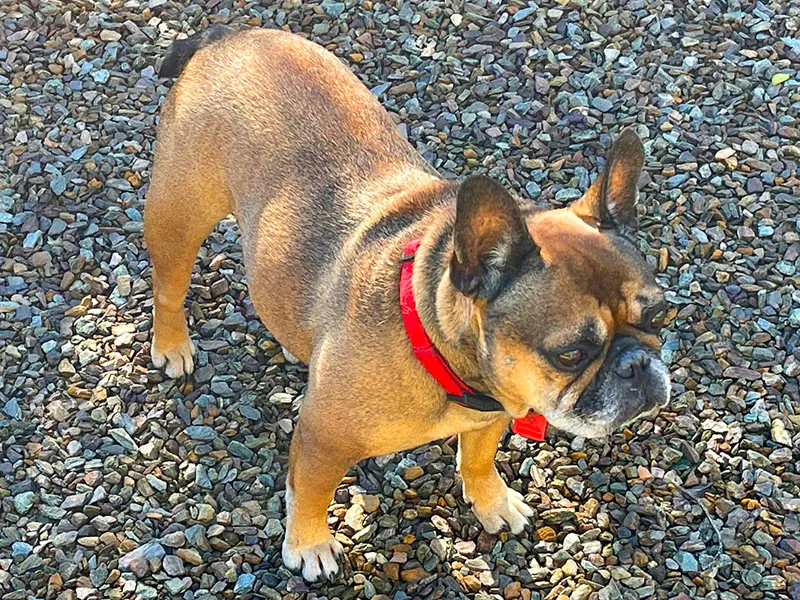 Arcadia Pet Care Pup04