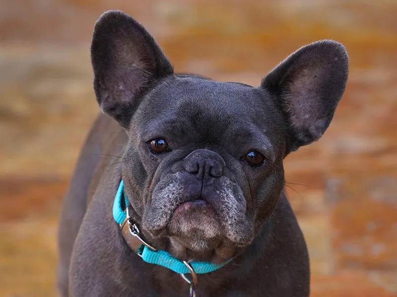 Arcadia Pet Care Pup08