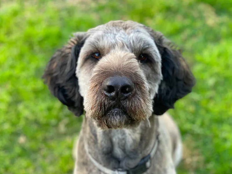 Arcadia Pet Care