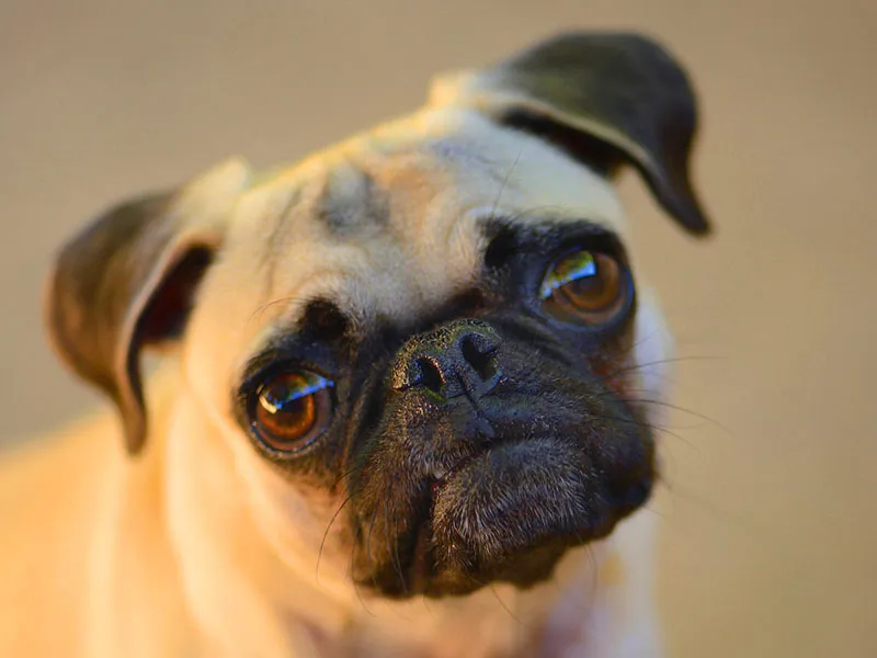 Arcadia Pet Care Pup14