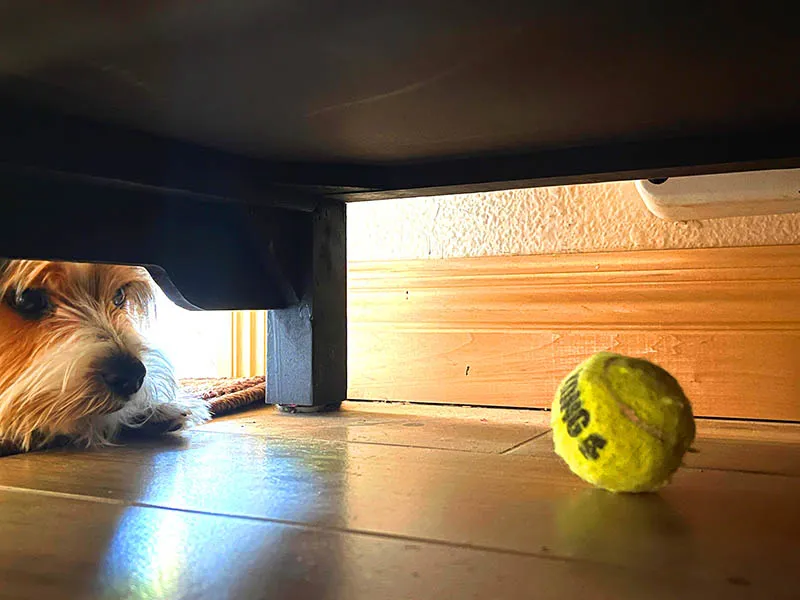 Arcadia Pet Care