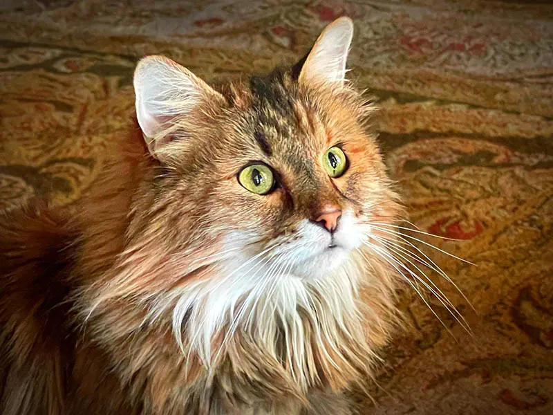 Arcadia Pet Care