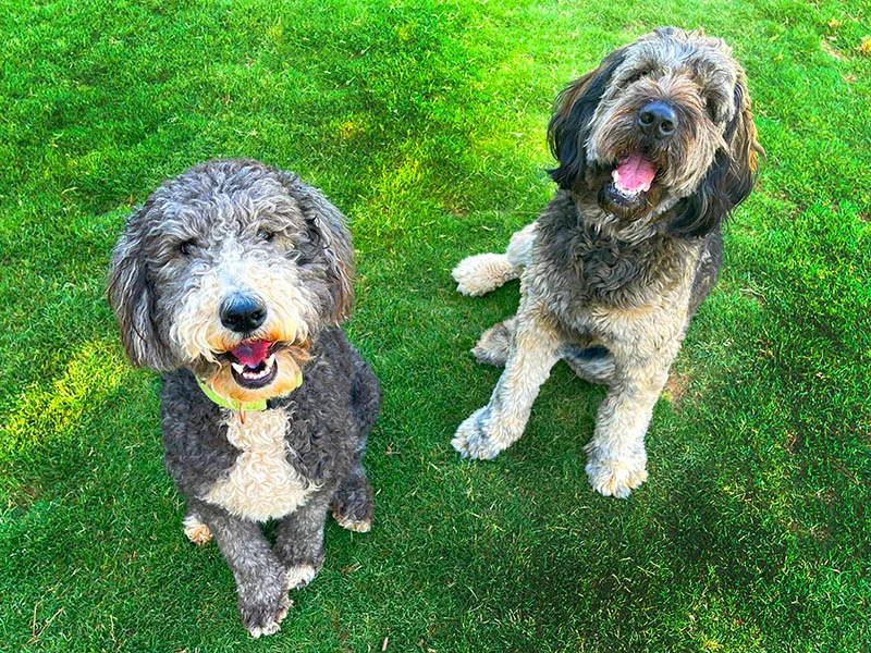 Arcadia Pet Care