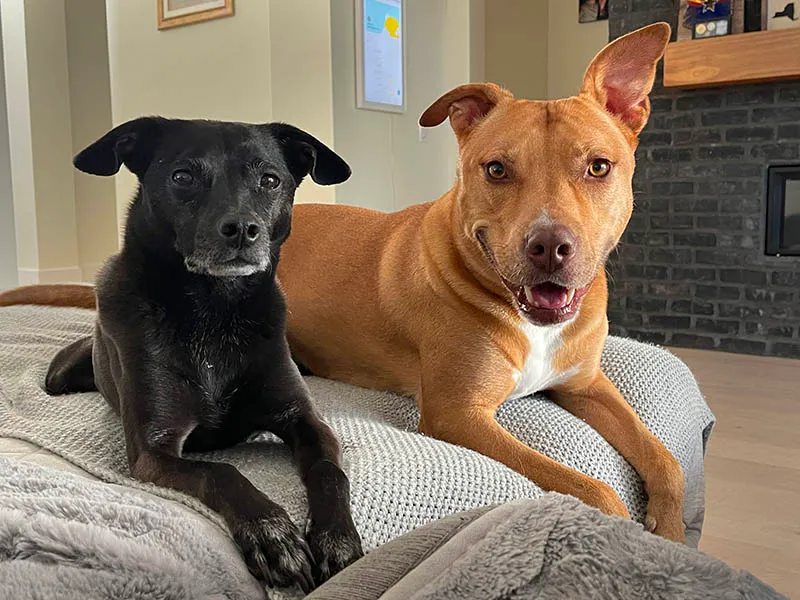 Arcadia Pet Care