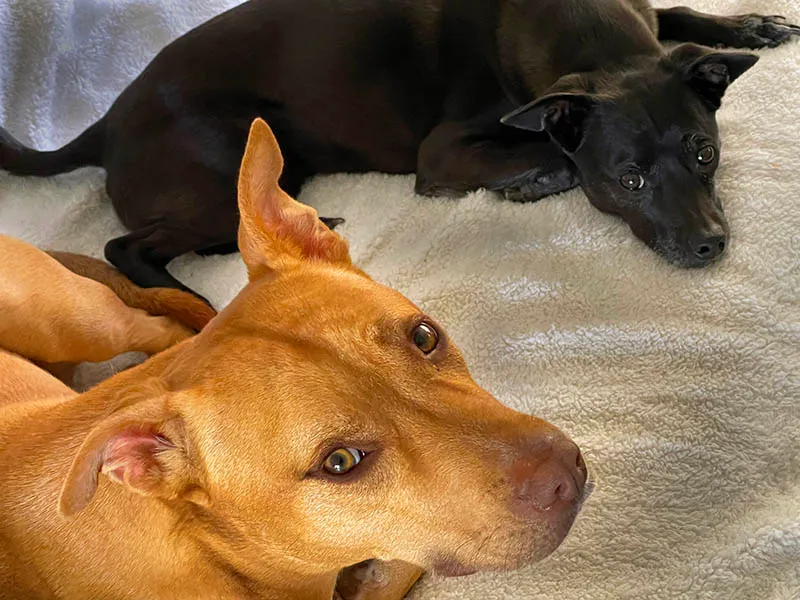 Arcadia Pet Care