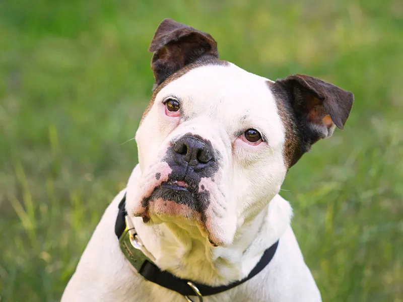 Arcadia Pet Care Pup09