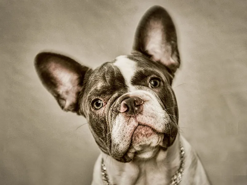 Frenchie