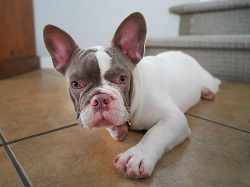 Arcadia Pet Care Pup06