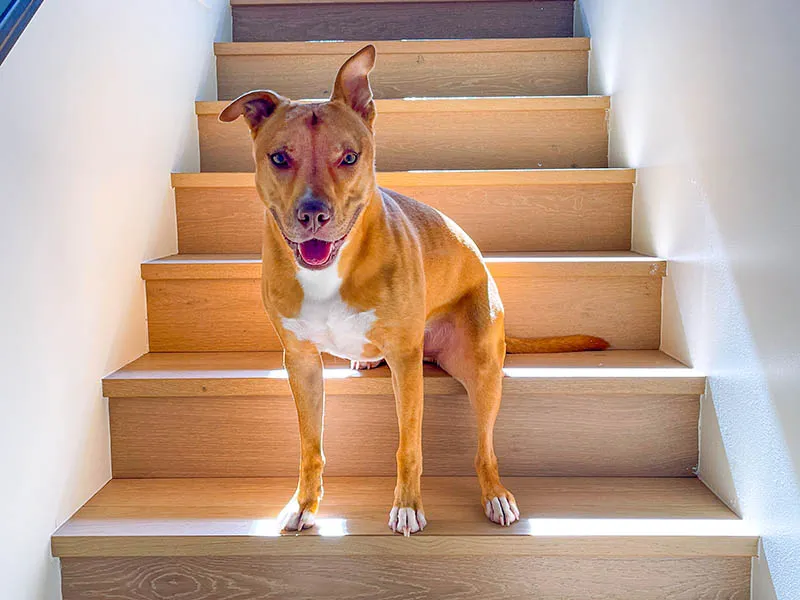 Arcadia Pet Care