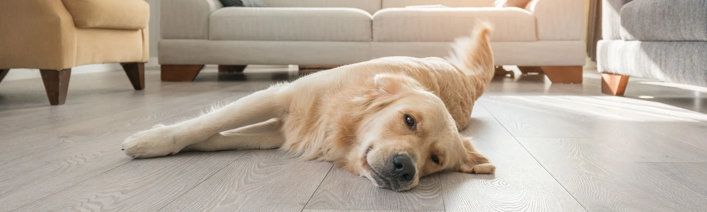 Arcadia Pet Care dog enjoying lying on the floor